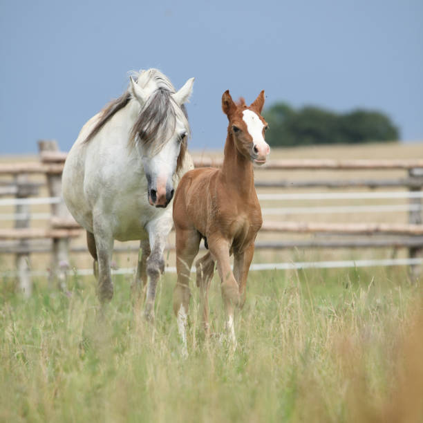 istock Amazing foal with its mother 1164974493
