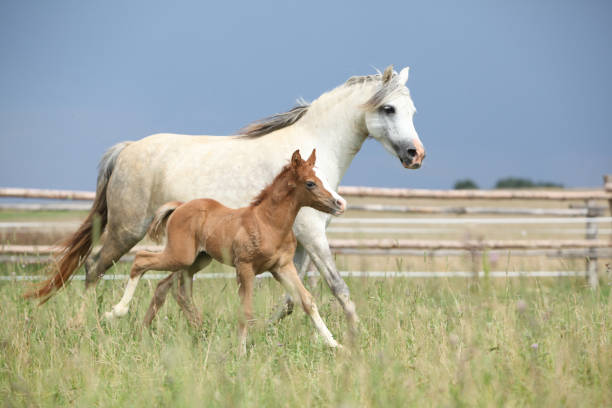 istock Amazing foal with its mother 1164974532