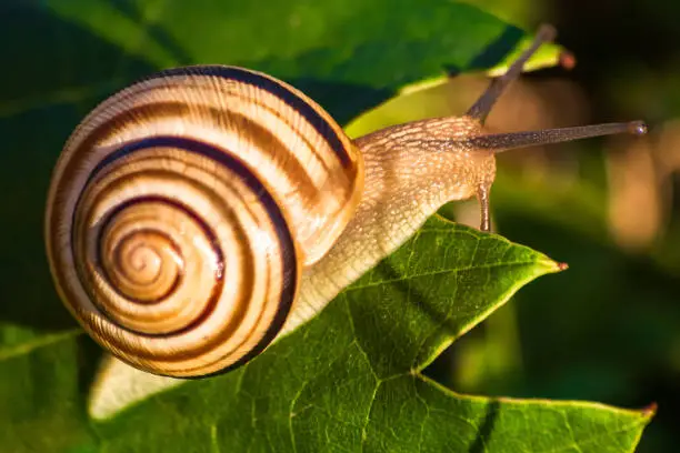 Photo of Snail in shell crawling on a vine leaf