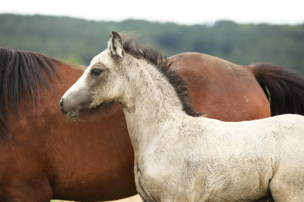 istock Amazing welsh part-bred foal 1164974823