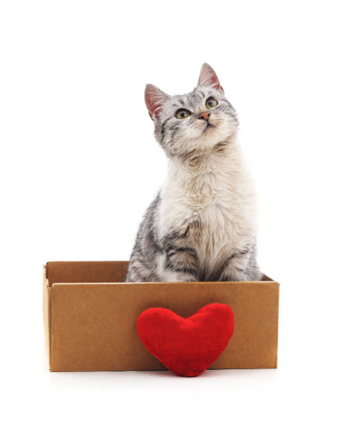 istock Kitten in a box with the heart. 1164974944