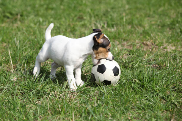 istock Jack russell terrier puppy playing 1164975102