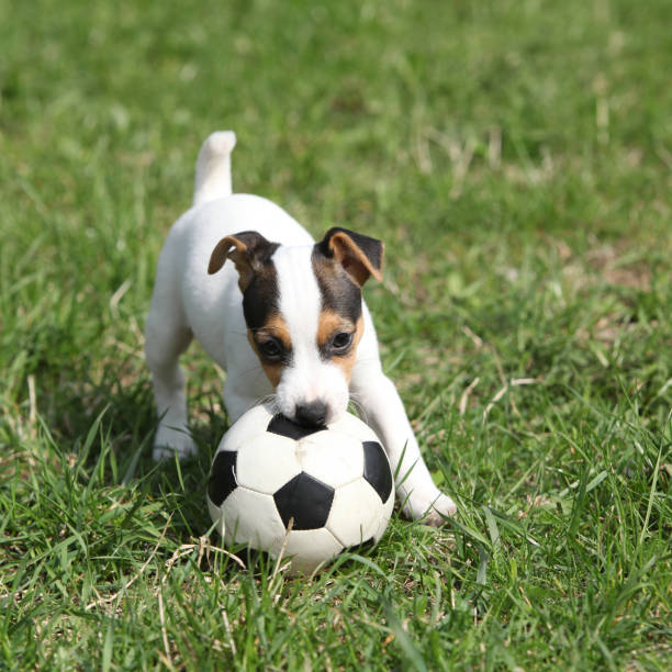 istock Jack russell terrier puppy playing 1164975110