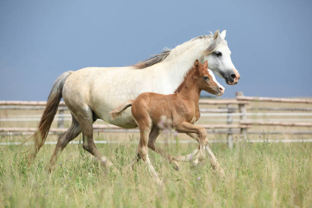 istock Amazing foal with its mother 1164975666