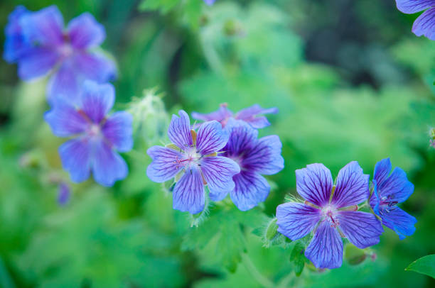 istock wild geranium flowers at green background 1164975689