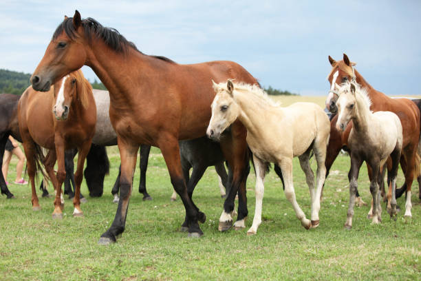 istock Beautiful foal with mare on pasturage 1164975857