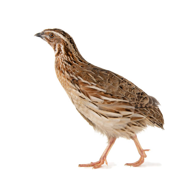istock Wild quail, Coturnix coturnix, isolated on a white background 1164975884