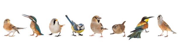 istock Group of birds isolated on white background 1164975886