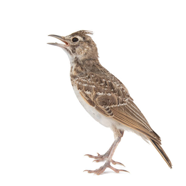 istock Crested Lark isolated on white background, Galerida cristata 1164975887