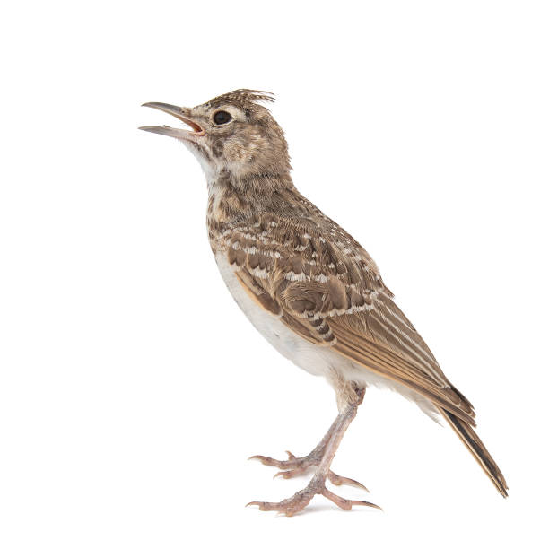 Crested Lark isolated on white background, Galerida cristata Crested Lark isolated on white background, Galerida cristata. galerida cristata stock pictures, royalty-free photos & images