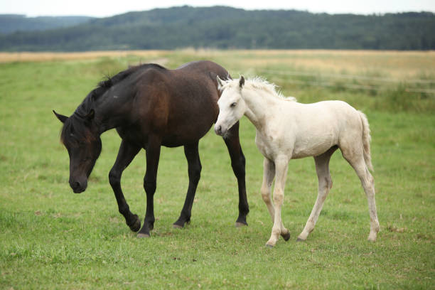 istock Beautiful foal with mare on pasturage 1164976121