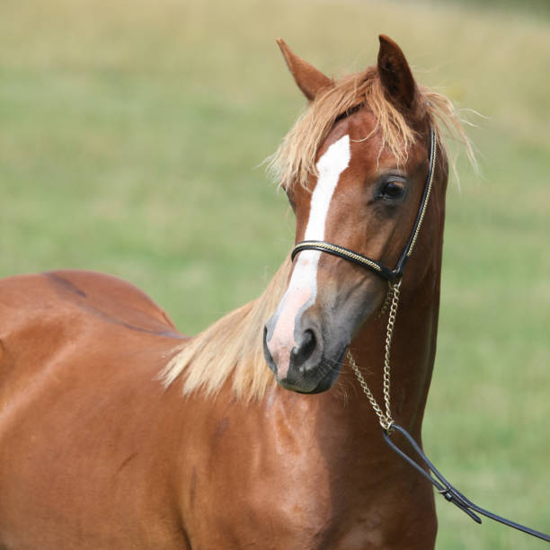 istock Beautiful welsh pony on pasturage 1164976152