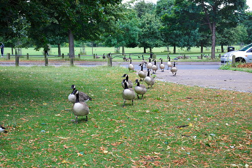 Why did the Canada geese cross the road? Without a doubt, to get to the other side. This is the view looking from the small village green next to Mitcham Pond in Merton, Surrey, England. The grass on the green is cropped down to around a millimetre in height, but still the visiting Canada geese (Branta canadensis) keep tugging at it and finding more to eat. Each morning, a time comes when the pond on the other side of the road emits its siren call. The whole gaggle of geese forms at the roadside, eventually spilling onto the road, and the goose-stepping parade begins. And local traffic rolls to a halt. An hour or so later and the whole pantomime is reversed, as the geese stroll back to the village green and the pond.
