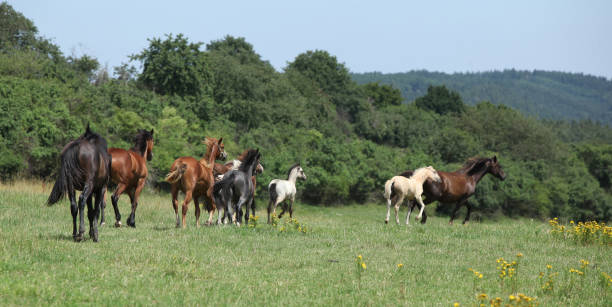 istock Beautiful horses going together on pasturage 1164976210