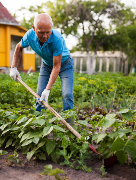 istock Farmer weeds potatoes with a hoe in the garden 1164976366
