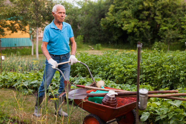 istock Elderly gray-haired man working in the garden 1164976383