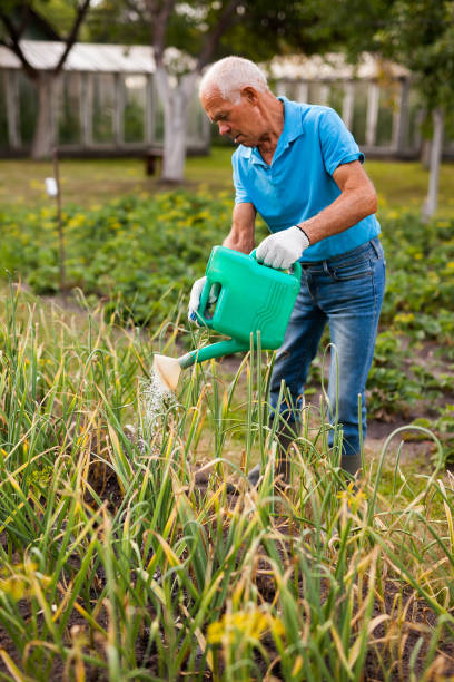 istock Senior farmer is watering vegetables in the garden 1164976446