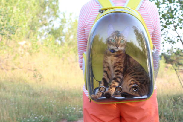 istock Woman carrying his cat in a transparent bubble backpack 1164976513