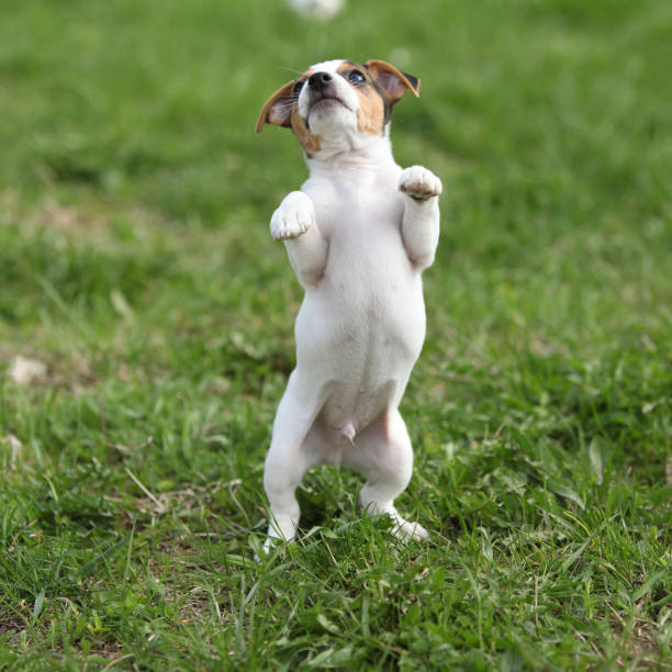 istock Adorable jack russell terrier puppy 1164976550