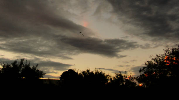 istock two birds crossing the evening sky 1164976561
