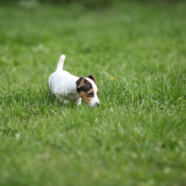 istock Adorable jack russell terrier puppy 1164976571