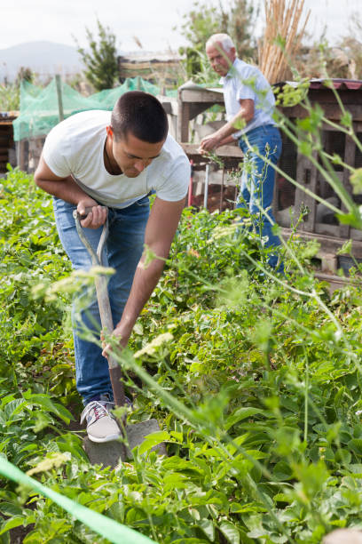 istock Young man  is dripping potatoes by shovel  in garden 1164977150