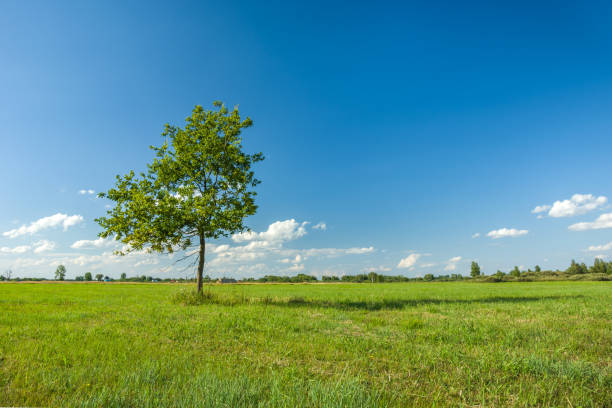 istock Lonely green deciduous tree growing on a green meadow 1164977316