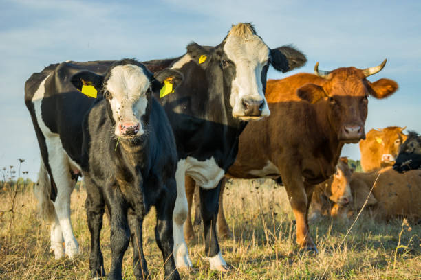 istock Calf and cows in the pasture 1164977319