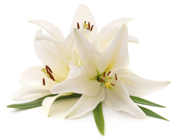 istock Bouquet of white lilies 1164977677