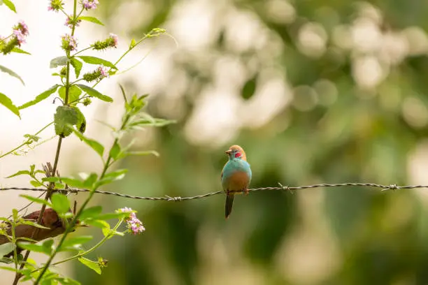 Red-cheeked cordon-bleu bird (Uraeginthus bengalus) pirched upon barb-wire, Nanyuki, Kenya.
