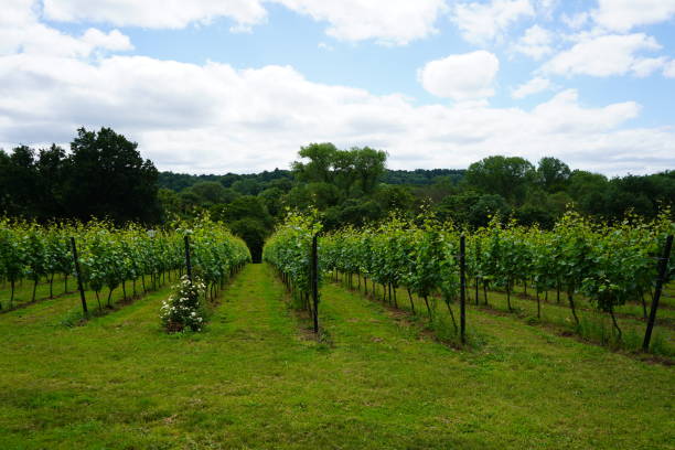 istock Rows of grapes growing in a vineyard 1164978229