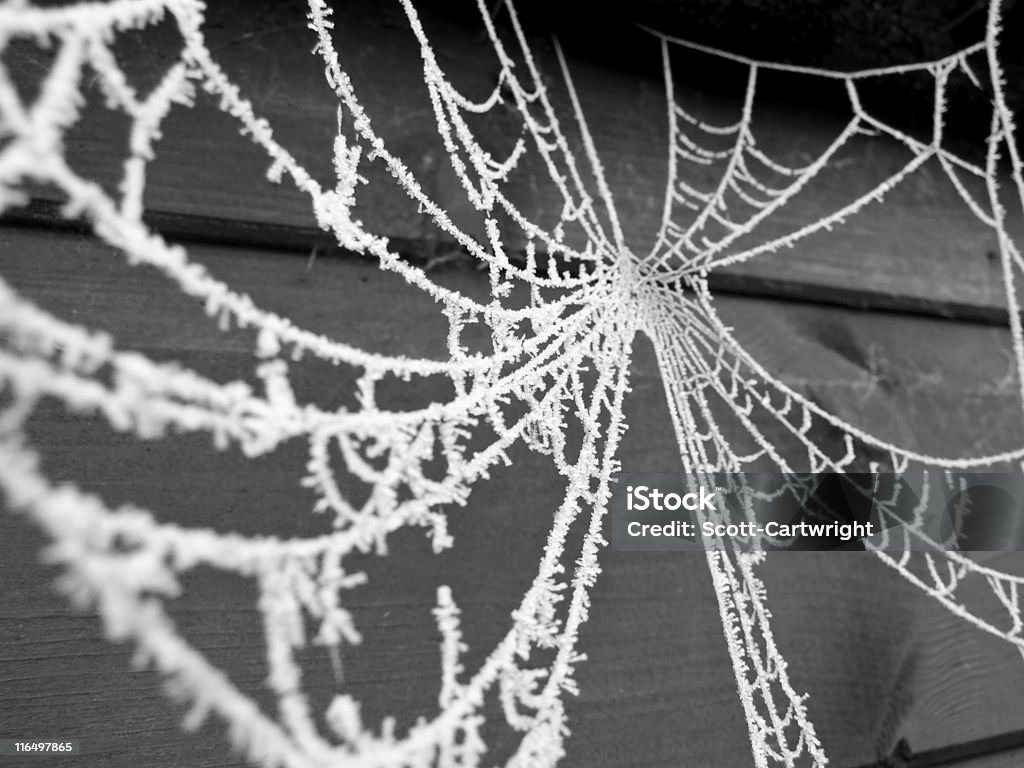 Spiders Web frosty spiders web Arachnid Stock Photo