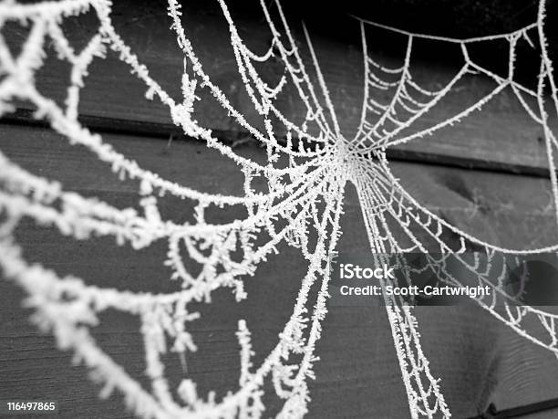 Spiders Web Stock Photo - Download Image Now - Arachnid, Color Image, Frost