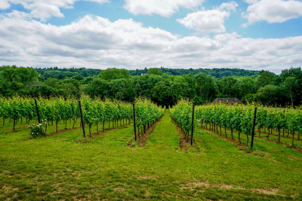 istock Rows of grapes growing in a vineyard 1164978794