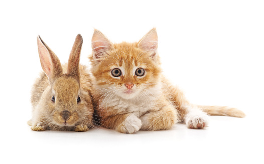Red kitty and bunny on a white background.
