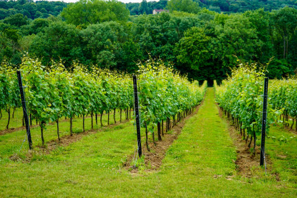 istock Rows of grapes growing in a vineyard 1164978920