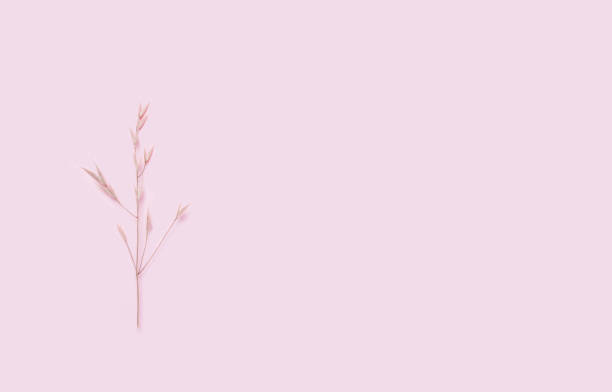 istock dry spikelets, grass on a pink, coral background. Top view, flat. 1164980979