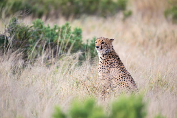 istock A cheetah sits in the savannah looking for prey 1164982031