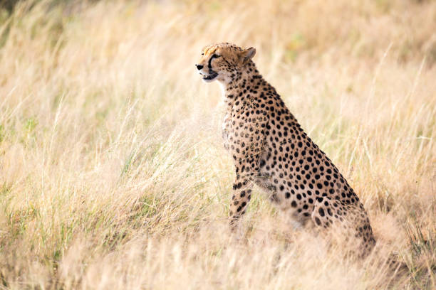istock A cheetah sits in the savannah looking for prey 1164982597