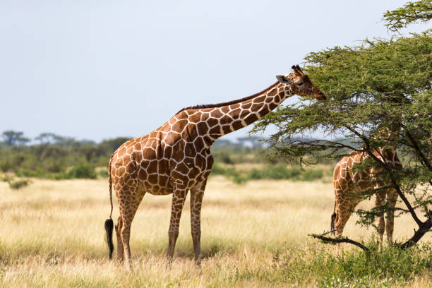 istock A giraffe group eats the leaves of the acacia trees 1164983348