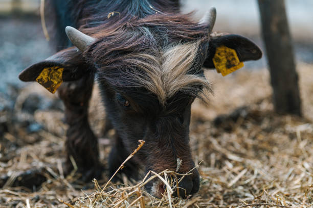 Domestic water buffalo in farm paddock, livestock animal husbandry