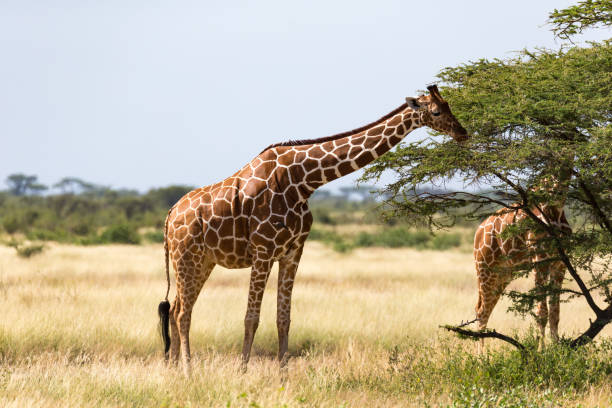 istock A giraffe group eats the leaves of the acacia trees 1164983829