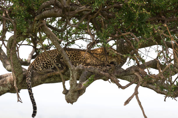 istock A leopard has settled comfortably between the branches of a tree to rest 1164984554