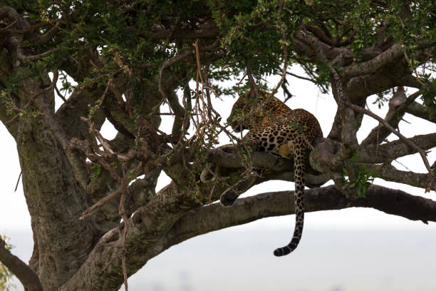 istock A leopard has settled comfortably between the branches of a tree to rest 1164984555