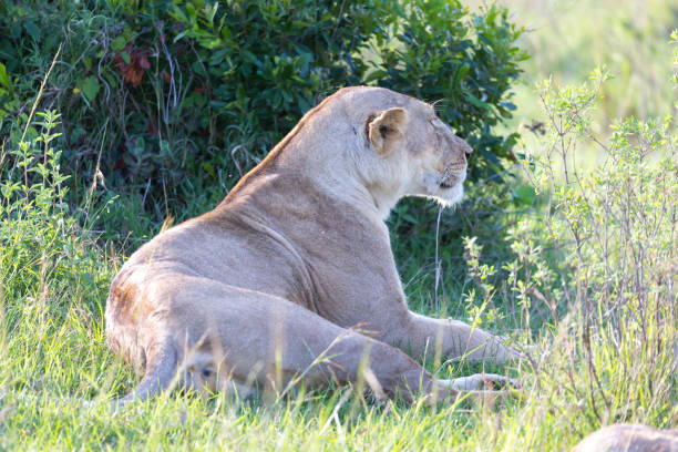 istock A lioness has made herself comfortable in the grass and is resting 1164984728