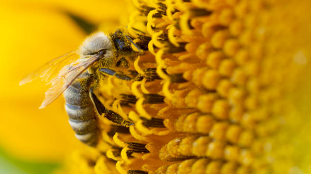 istock Bee in a yellow pollen, collects sunflower nectar 1164985963