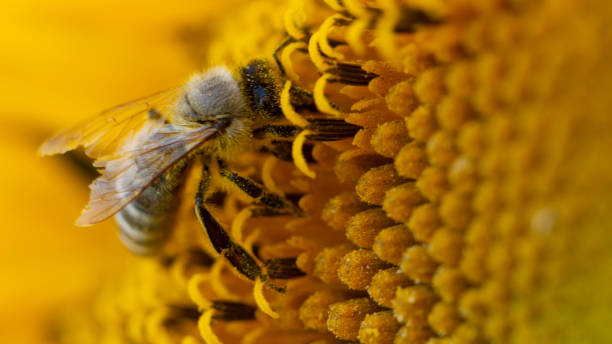 istock Bee in a yellow pollen, collects sunflower nectar 1164985969