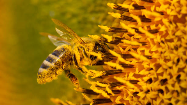 istock Bee in a yellow pollen, collects sunflower nectar 1164985972