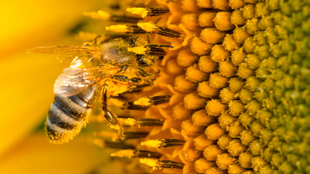 istock Bee in a yellow pollen, collects sunflower nectar 1164985975