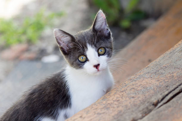 istock Kitty walks on the street 1164986122